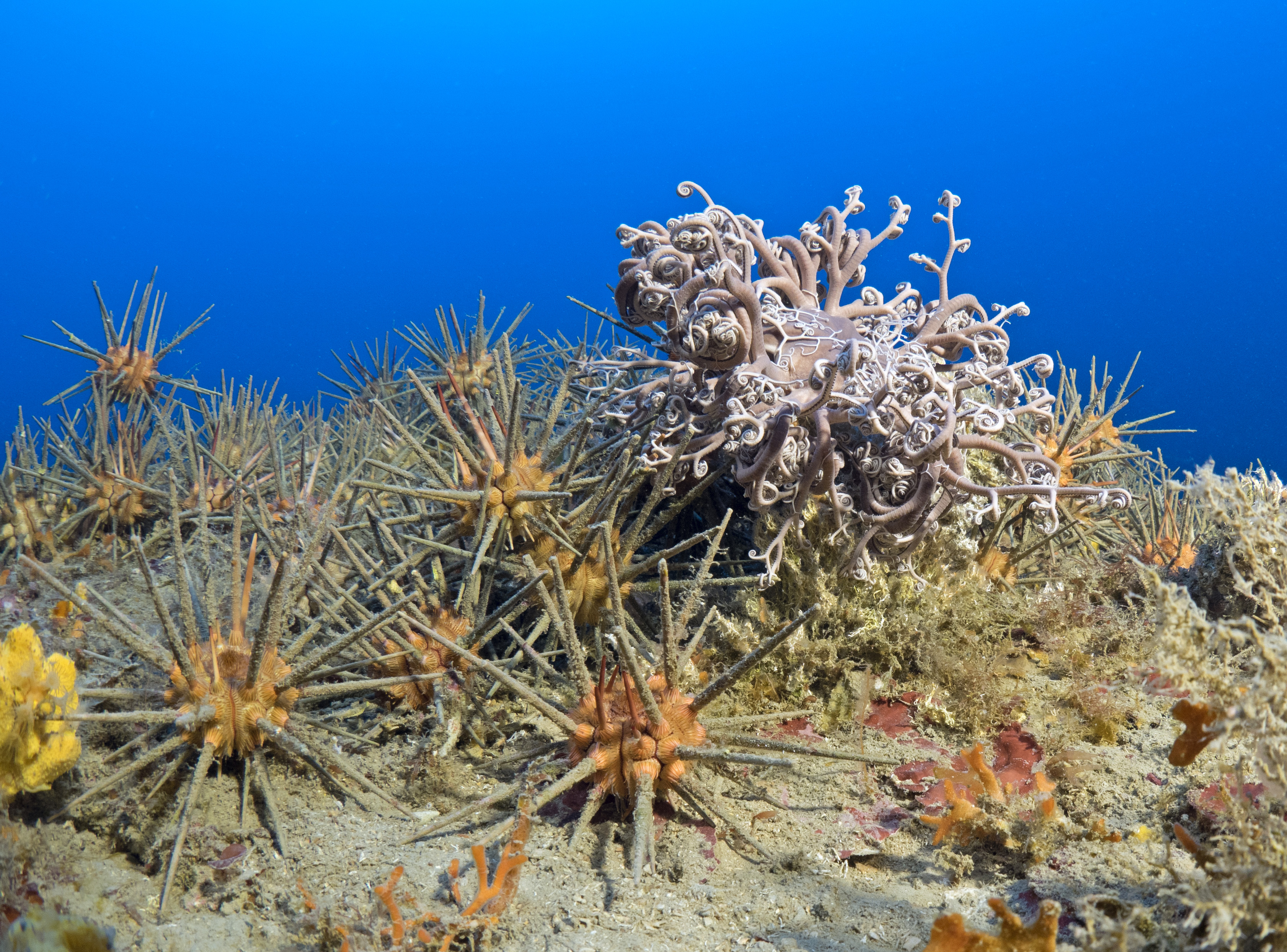 Riccio matita (Stylocidaris affinis) e Stella gorgone (Astrospartus mediterraaneus)