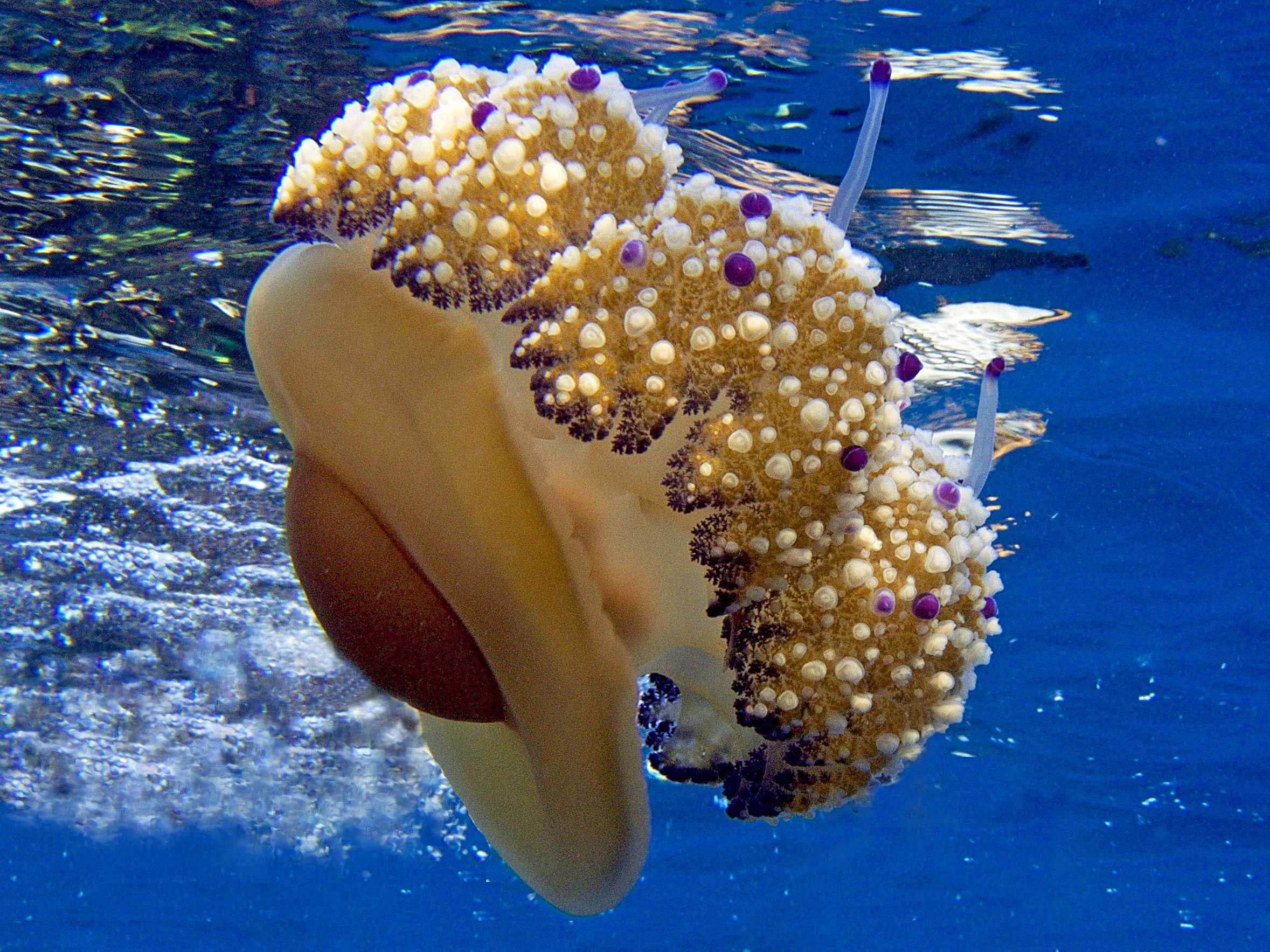 Cassiopea mediterranea (Cotylorhiza tubercolata)