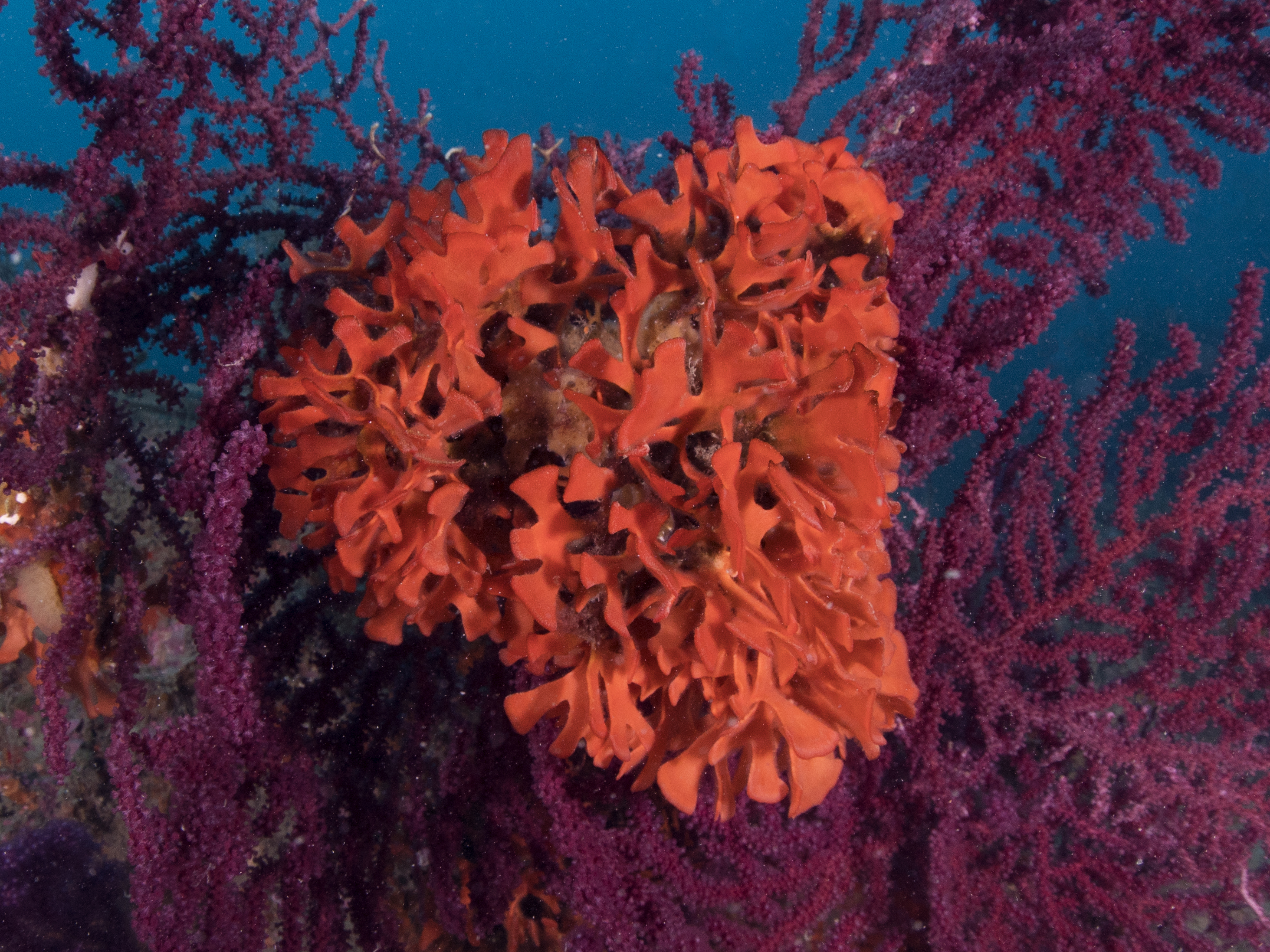 Pentapora (Pentapora fascialis)