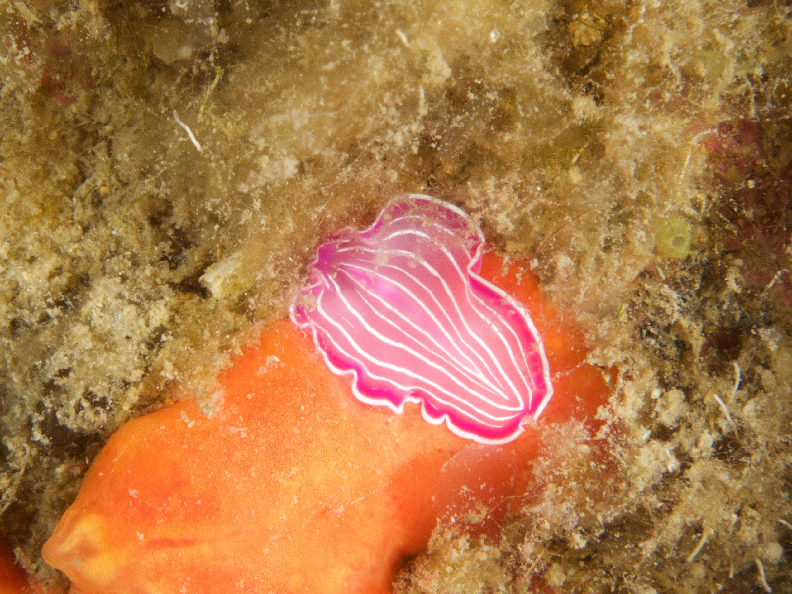 Planaria rosa (Prostheceraeus roseus)