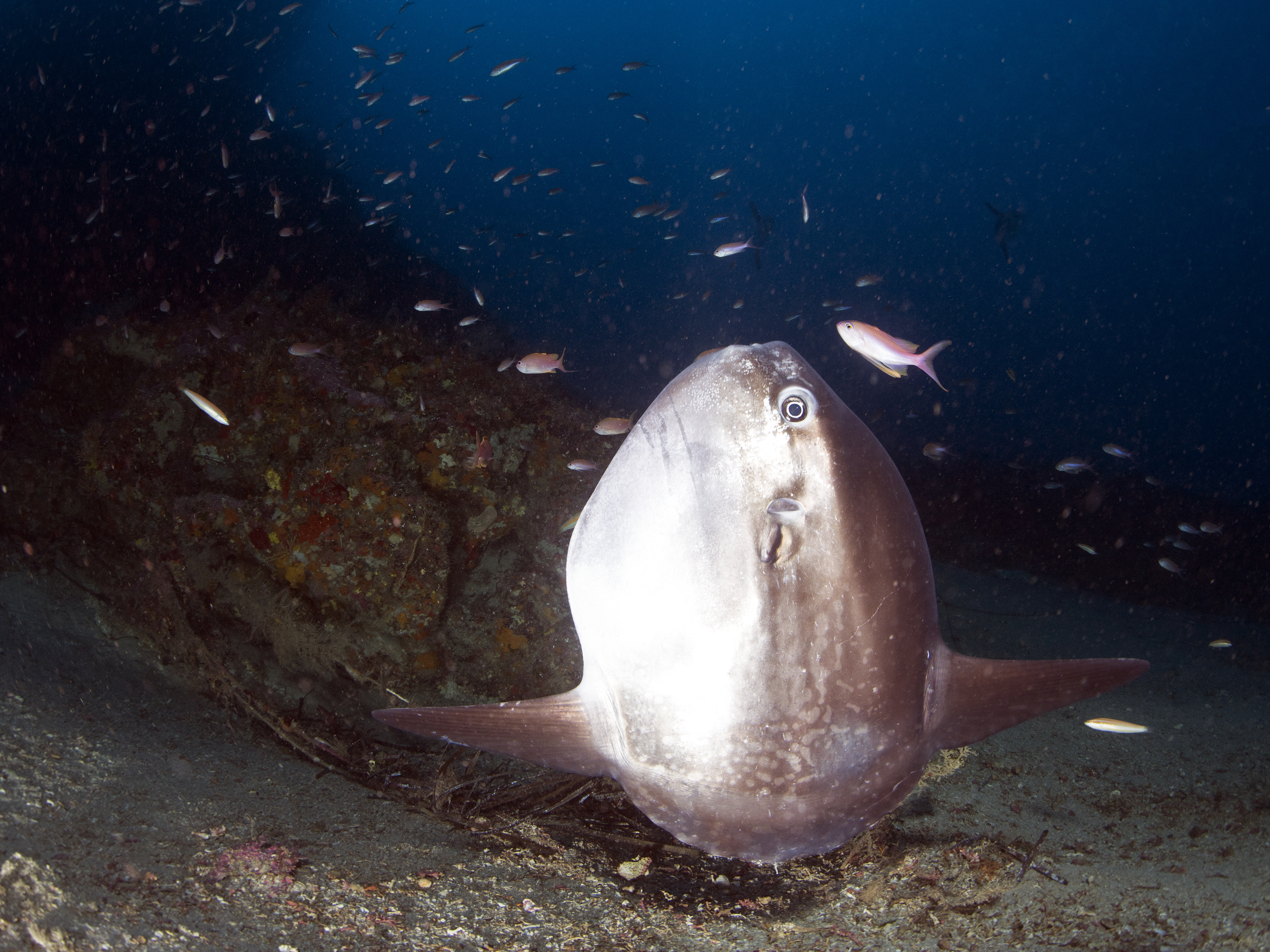 Pesce Luna (Mola mola)