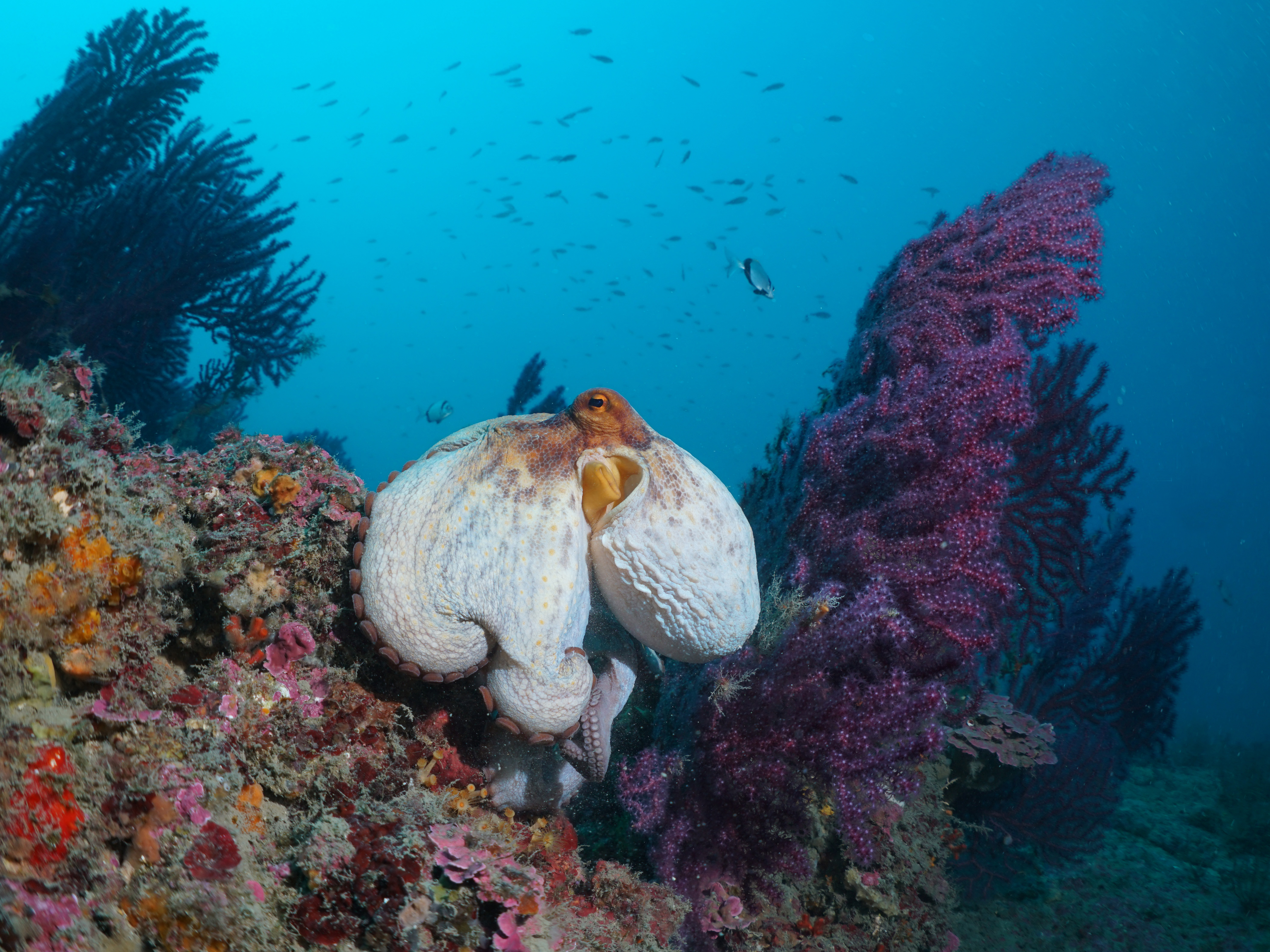 Polpo (Octopus vulgaris)