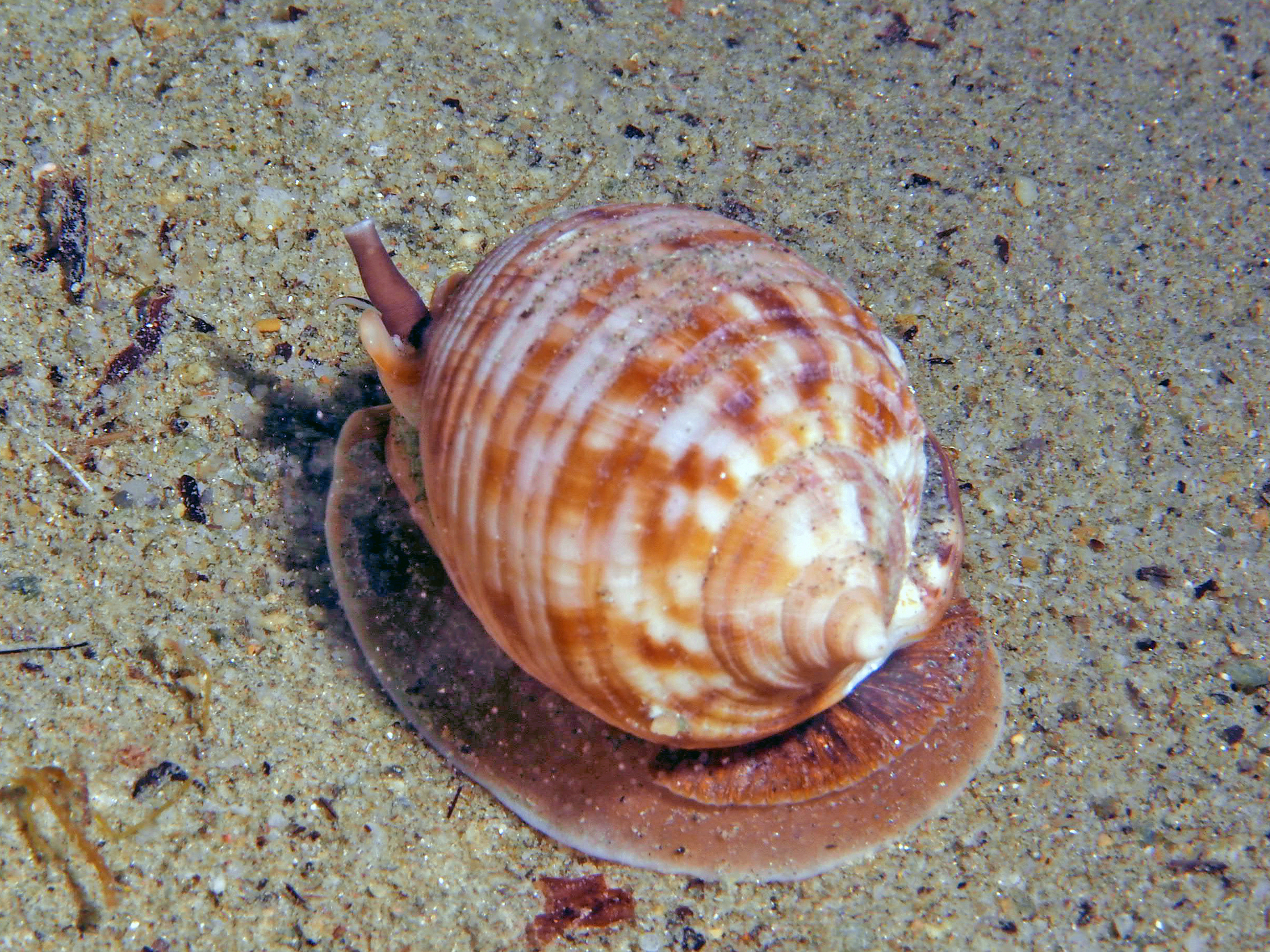 Elmetto granulato (Phalium granulatum)