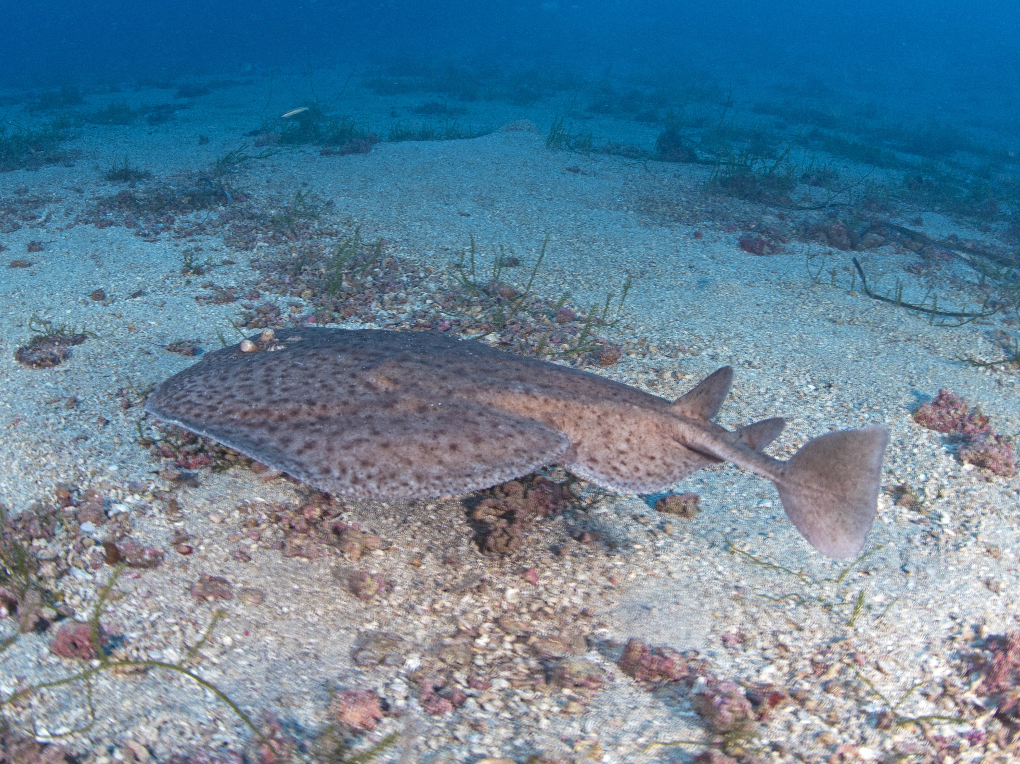 Torpedine marezzata (Torpedo marmorata)