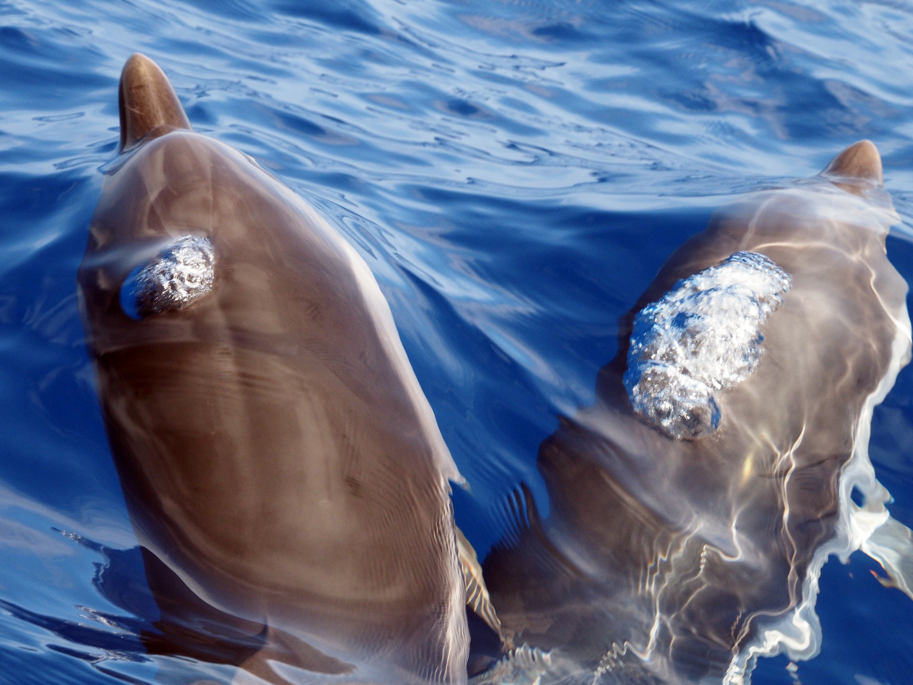 Tursiope (Tursiops truncatus)