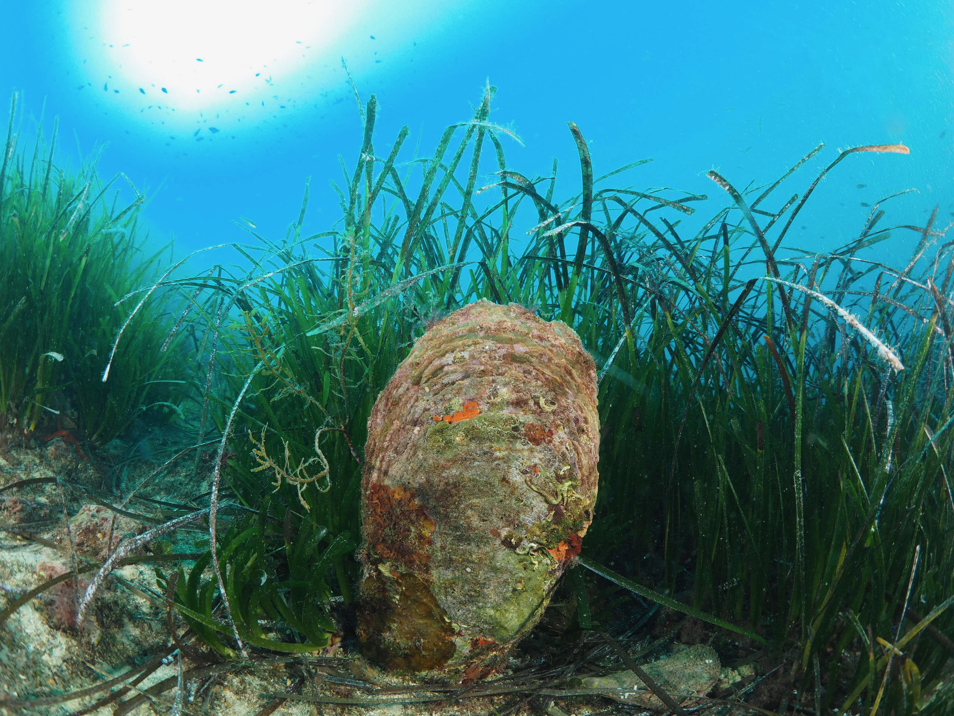 Nacchera (Pinna nobilis)